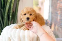 Gauge, a male Cavapoo for sale in Newberry, SC – 3 of 3
