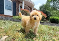 Dallas, a male Maltipoo for sale in Newberry, SC – 2 of 3
