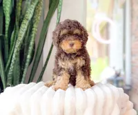 Monroe, a male Cavapoo for sale in Newberry, SC – 2 of 3