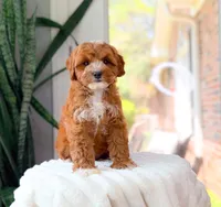 Bentley, a male Cavapoo for sale in Newberry, SC – 1 of 2