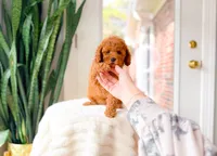 Jelly, a female Cavapoo for sale in Newberry, SC – 4 of 5