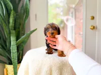 Chase, a male Yorkipoo for sale in Newberry, SC – 3 of 3