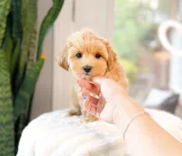 Dolly, a female Maltipoo for sale in Newberry, SC – 2 of 2