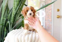Stone, a male Cavapoo for sale in Newberry, SC – 2 of 3
