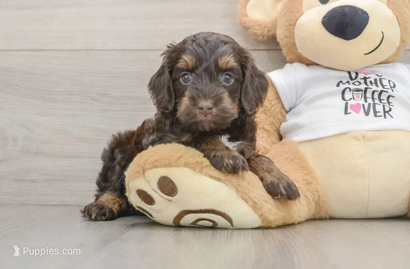 Firecracker – Cockapoo puppy for sale in Newberry, SC