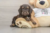 Firecracker, a female Cockapoo for sale in Newberry, SC – 1 of 2