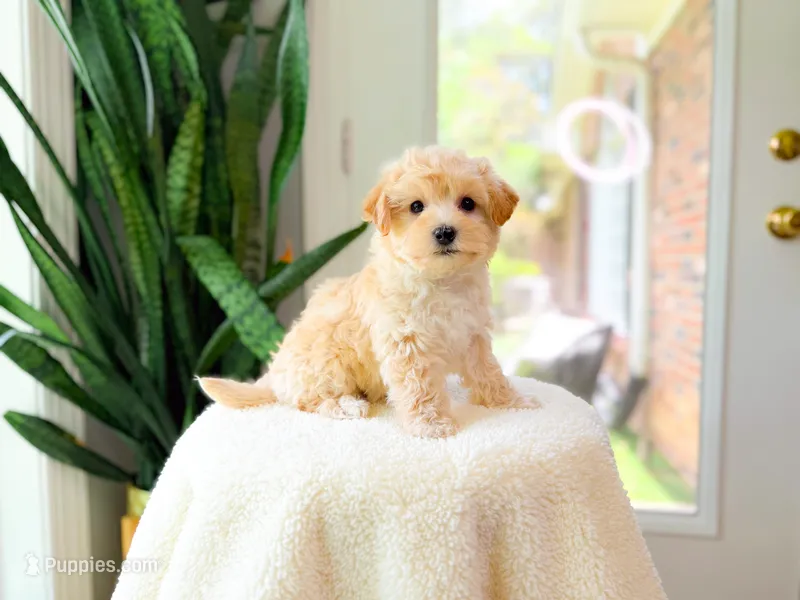 Viren – Maltipoo puppy for sale in Newberry, SC