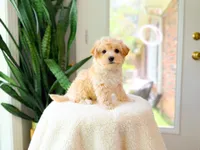 Viren, a male Maltipoo for sale in Newberry, SC – 1 of 4