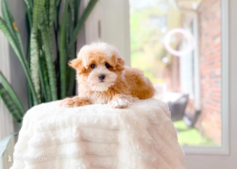 Macon – Maltipoo puppy for sale in Newberry, SC