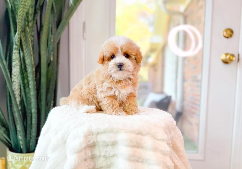 Macon – Maltipoo puppy for sale in Newberry, SC