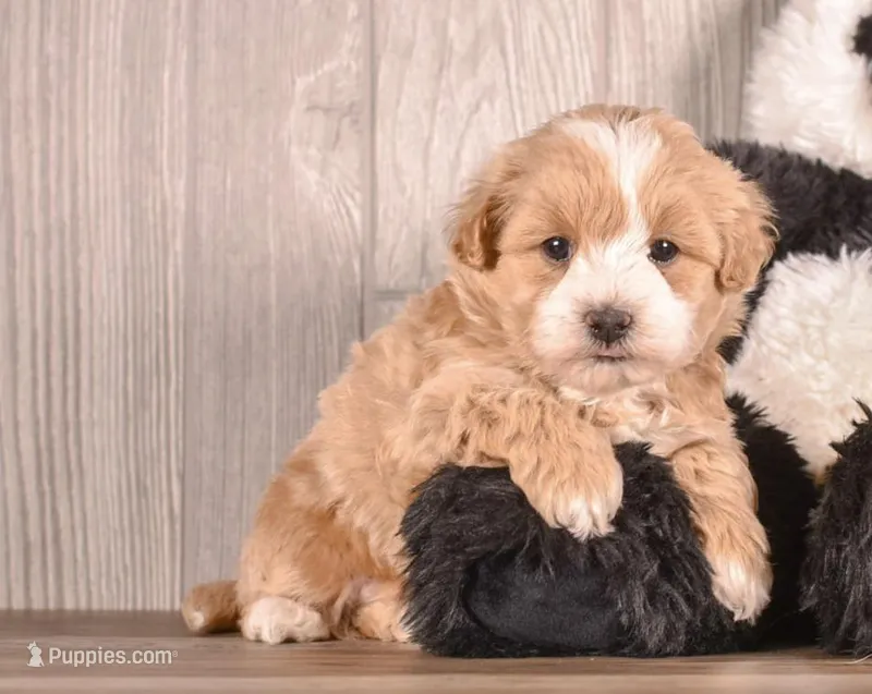 Macon – Maltipoo puppy for sale in Newberry, SC