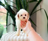 Fendi, a female Cavapoo for sale in Newberry, SC – 2 of 3