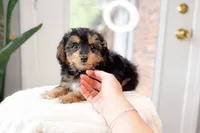 Earle Gray, a female Miniature Aussiedoodle for sale in Newberry, SC – 2 of 3