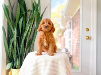 Fudge, a male Cavapoo for sale in Newberry, SC – 1 of 5