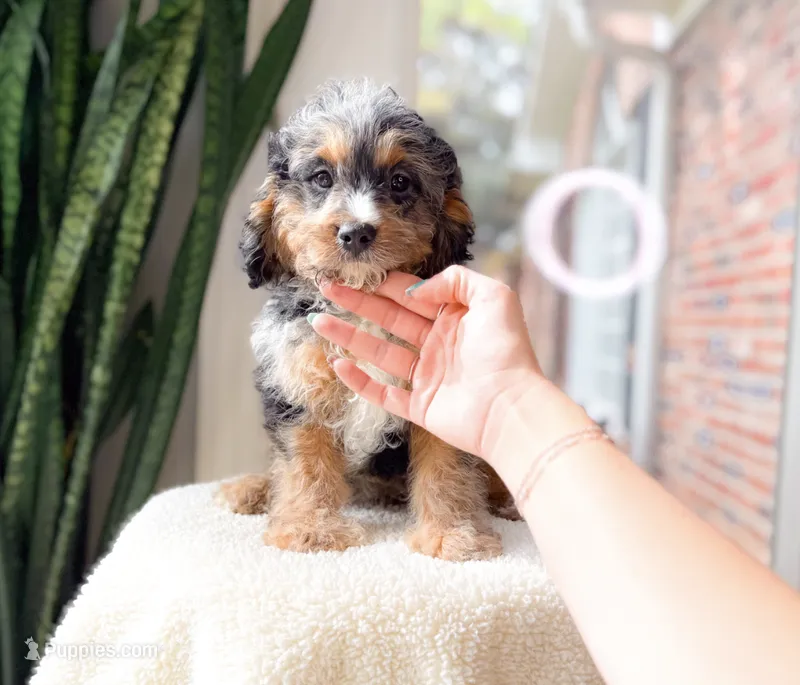 Pacino – Cavapoo puppy for sale in Newberry, SC