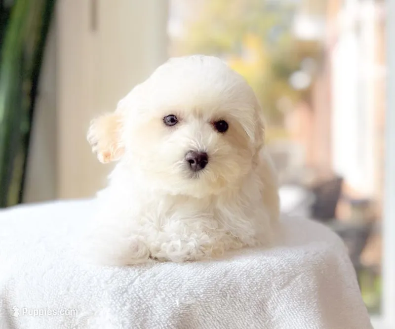 Kurt – Maltipoo puppy for sale in Newberry, SC