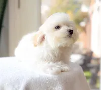 Kurt, a male Maltipoo for sale in Newberry, SC – Photo 2 of 3