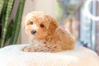 Mitch, a male Maltipoo for sale in Newberry, SC – 3 of 3