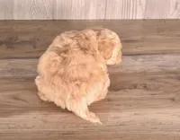 Ashland, a female Maltipoo for sale in Newberry, SC – Photo 3 of 3