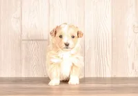 processed/82acb6b3-8ca3-4859-bae8-73171aaadc5b/listing/ce546e1d-047b-4313-bbea-10c05d7fa463/4caca5a4-fda7-40dd-8ae5-db12a4ffa61e