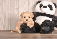 Ashland, a female Maltipoo for sale in Newberry, SC – Photo 1 of 3