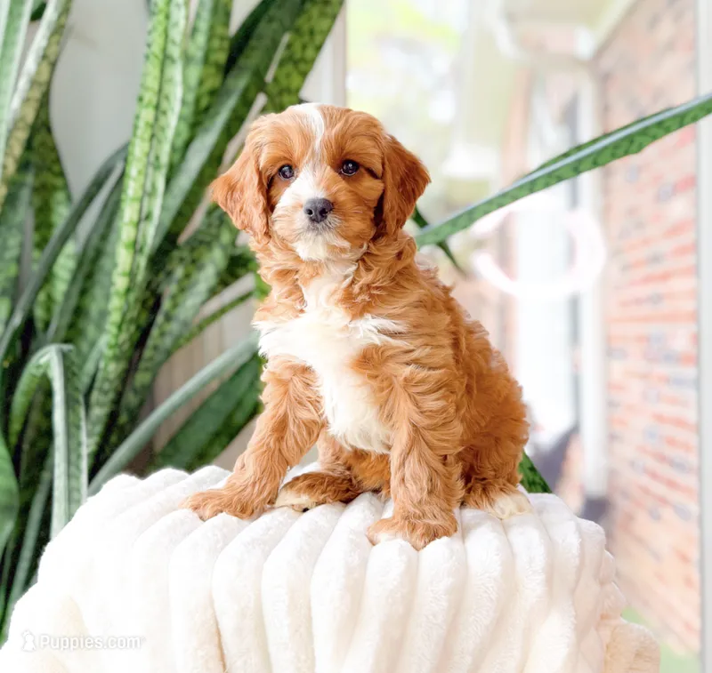 Sony – Cavapoo puppy for sale in Newberry, SC