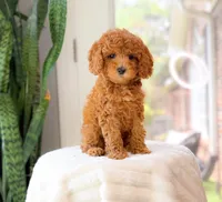 Casey, a female Cavapoo for sale in Newberry, SC – 2 of 3