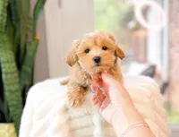 Duke, a male Maltipoo for sale in Newberry, SC – 2 of 2