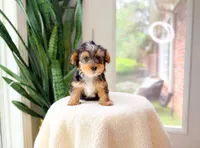 Niche, a male Yorkshire Terrier for sale in Newberry, SC – 3 of 4