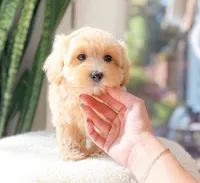 Mikey, a male Maltipoo for sale in Newberry, SC – 2 of 2