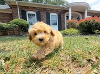 Dixie Belle, a female Maltipoo for sale in Newberry, SC – 1 of 3