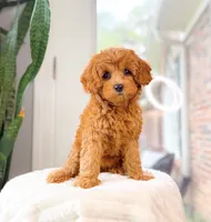 Calla, a female Cavapoo for sale in Newberry, SC – 1 of 3