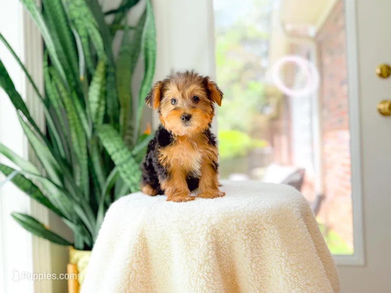 Noelle – Yorkshire Terrier puppy for sale in Newberry, SC