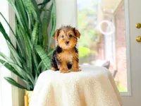 Noelle, a female Yorkshire Terrier for sale in Newberry, SC – 1 of 4