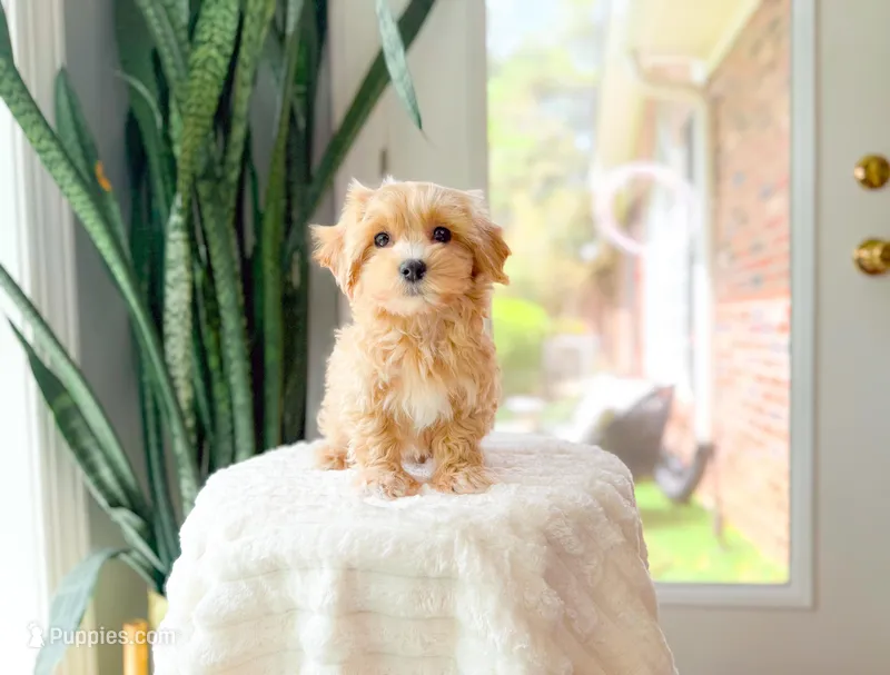 Cox – Maltipoo puppy for sale in Newberry, SC
