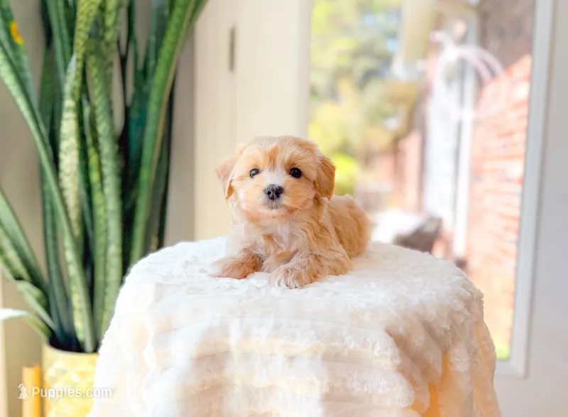 Cox – Maltipoo puppy for sale in Newberry, SC