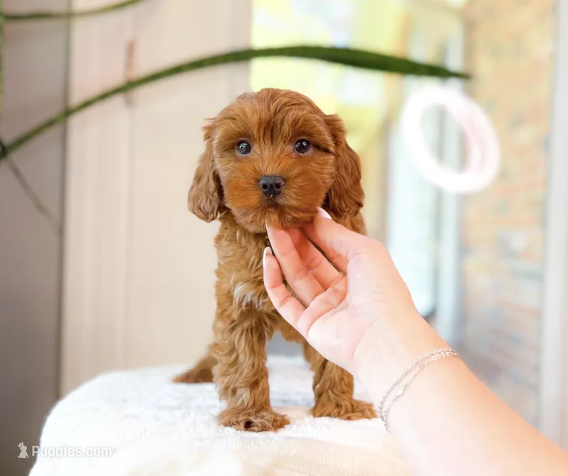 Cora – Cavapoo puppy for sale in Newberry, SC