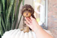 Monroe, a male Cavapoo for sale in Newberry, SC – 3 of 3