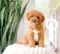 Torin, a male Cavapoo for sale in Newberry, SC – 3 of 3