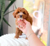 Bentley, a male Cavapoo for sale in Newberry, SC – 2 of 2