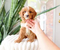 Sony, a male Cavapoo for sale in Newberry, SC – 2 of 3