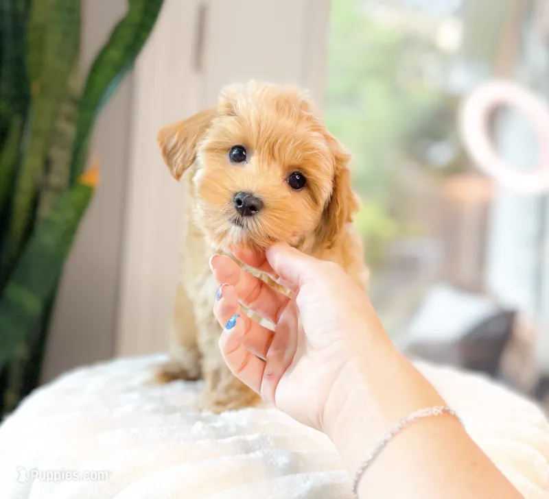 Dolly – Maltipoo puppy for sale in Newberry, SC