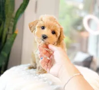 Dolly, a female Maltipoo for sale in Newberry, SC – 1 of 2