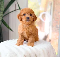 Xavier, a male Cavapoo for sale in Newberry, SC – 3 of 3