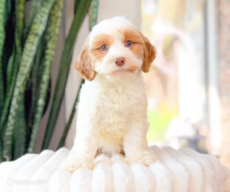 Marcy – Cavapoo puppy for sale in Newberry, SC