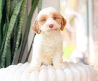 Marcy, a female Cavapoo for sale in Newberry, SC – 1 of 3