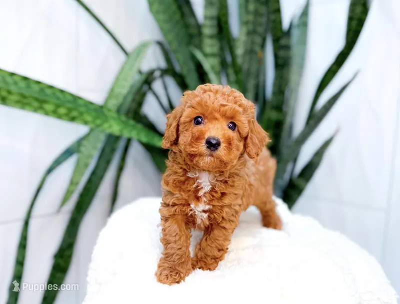 Ferrari – Poodle - Miniature  puppy for sale in Newberry, SC