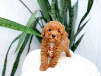 Ferrari, a male Poodle - Miniature  for sale in Newberry, SC – 1 of 3