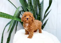 Ferrari, a male Poodle - Miniature  for sale in Newberry, SC – 3 of 3