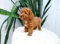 Ferrari, a male Poodle - Miniature  for sale in Newberry, SC – 2 of 3